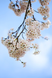 唯美日本樱花壁纸图片