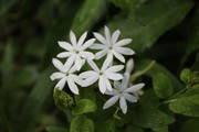 白色花朵图片素材