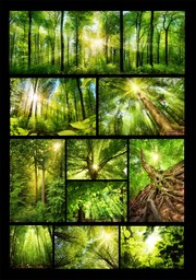 唯美树林阳光摄影图片