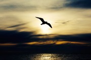 落日余晖中的海欧图片