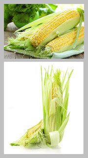 新鮮的玉米圖片