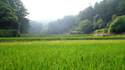 农村水稻田风景图片
