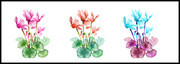 手绘花朵三联无框画设计素材