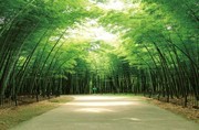 竹林风景高清图片