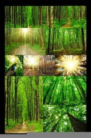 森林风景图片素材