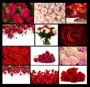 玫瑰花摄影高清图片素材