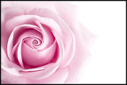 粉色玫瑰花高清背景素材