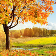 秋天的树风景高清图片素材