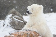 北极熊野生动物摄影图片素材