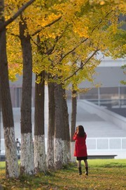 秋天银杏树摄影图片素材