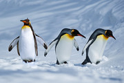 雪地里的企鹅摄影图片素材