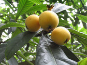 新鮮枇杷果樹攝影圖片