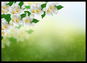 白色花朵春天背景图片素材