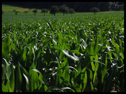 庄稼地里的玉米图片摄影