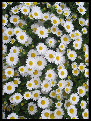 盛开的白色雏菊高清图片素材