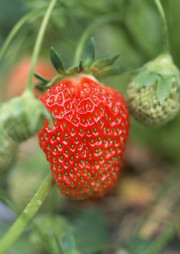 新鲜草莓摄影图片素材