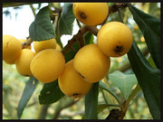 枇杷果樹高清水果圖片素材