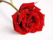 一枝红玫瑰图片