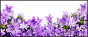 紫色花朵鲜花背景图片素材
