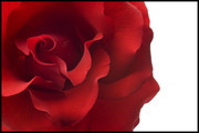 红色玫瑰花花卉高清图片