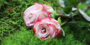 粉色玫瑰花鲜花图片素材