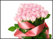 粉色玫瑰花和丝带大图图片
