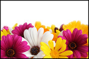 彩色菊花鲜花高清图片