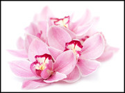 粉色蝴蝶兰鲜花大图图片