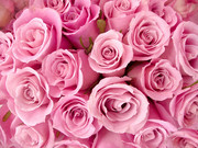 粉红色玫瑰花浪漫背景图片