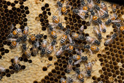 蜂巢和蜜蜂图片素材