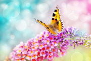 唯美花卉蝴蝶背景图片素材
