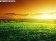 阳光下的草地自然风景图片素材