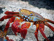海洋生物螃蟹图片素材