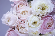 粉色玫瑰花图片下载