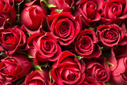 红色玫瑰花鲜花图片素材