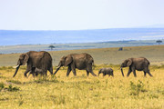 草原上的大象图片下载