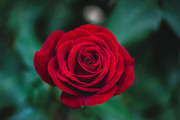 红玫瑰图片下载