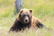 野生棕熊动物图片