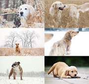 雪地里的小狗摄影图片素材