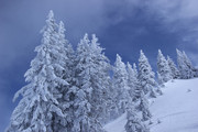 美丽的雪松冬天风景图片