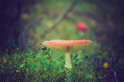 红色蘑菇图片