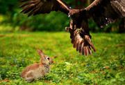 老鹰猎食兔子动物摄影图片
