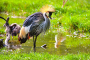 水边觅食的冕鹤野生动物摄影图片