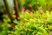 树林里绿色带水珠的苔藓高清图片