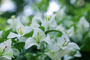 白色三角梅花卉摄影图片