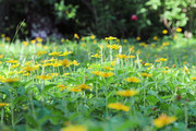 蟛蜞菊野花摄影图片