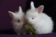 可爱小白兔兔子图片素材