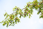 枣树上的成熟的红枣图片