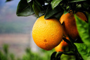新鲜橙子高清图片