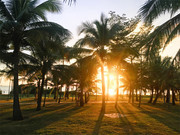 椰树林风景图片素材